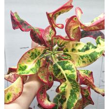 Кодиеум Гриффин / Codiaeum B-8 Griffin