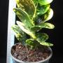 Codiaeum Lueng Anan(F1)