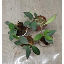 Hoya Burtoniae pot 350p