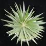 Dyckia brevifolia (S) (Bromeliad) 62