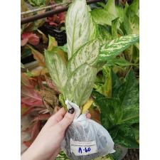 Aglaonema Pattinum green A-60