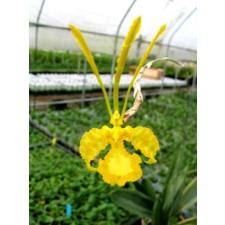 Онцидиум «Марипоса Альба» / Onc. Mariposa alba