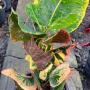 Codiaeum Suwan Mudcha