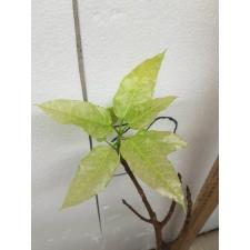 Ficus altissima 'Snow Storm' 97