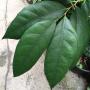 Ficus sp.(T19) Southern Thailand