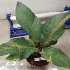 Anthurium variegated sp 15