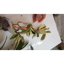 Hoya carnosa ' Suzie Q ' 45