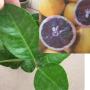 Citrus sinensis 'Moro Blood Orange' (grafted)