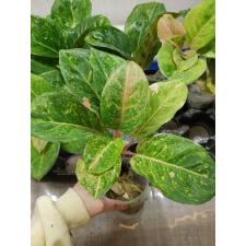 Aglaonema P-27 KumlaiYok 