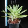 T. morreniana (Catopsis morreniana) 182