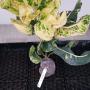 Codiaeum Thong Lhor.
