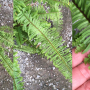 Nephrolepis exaltata 'Bostoniensis' (mutation).