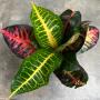 Codiaeum Monena