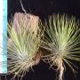 T. andreana (long stem) 14