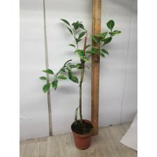 Citrus sinensis (yellow margin leaf) 55