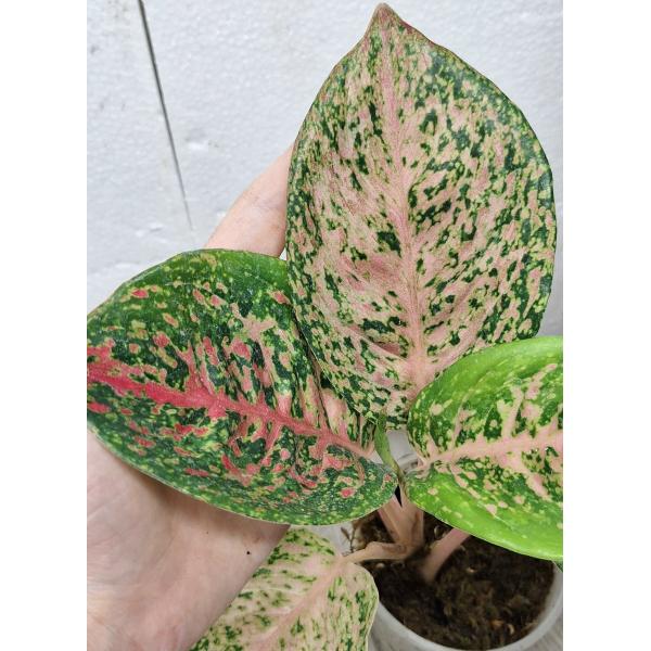 Аглаонема 10 Карат зелено-черный. / Aglaonema 10 Karat - green black (S) pot