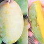 Mangifera indica 'Kaew Kamin'