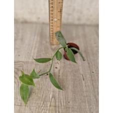 Vanilla planifolia зеленая