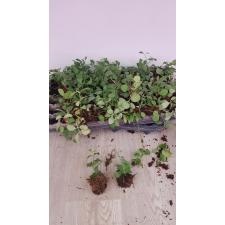 Dischidia singularis 4+ черенки