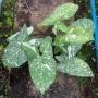 Syngonium Panda.
