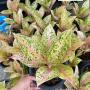 Aglaonema  30 millions A-90
