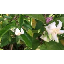 Wrightia (soft pink flower) 648