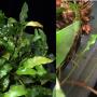 Oleandra sp.(T01) 'Chanthaburi'