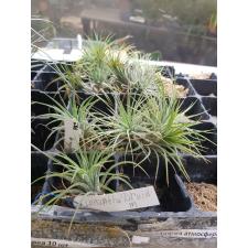 Tillandsia Ionantha Druid m