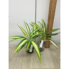 Chlorophytum sp. ‘Charlotte 47