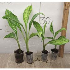 Dieffenbachia Dragon Scale (S)