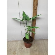 Syngonium Angustatum