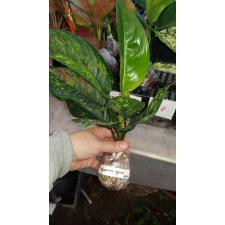 Aglaonema Heng Heng Heng 31