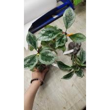 Elatostemma sp.(T02)(silver margin leaf) mart 155/1