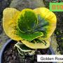 Codeium B-10 Golden rose