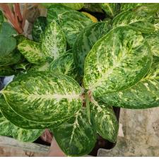 Aglaonema A-106 Siam Compac