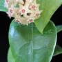 Hoya sp.639 (aff parasitica) wide leaf          639