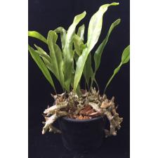 Lecanopteris sinuosa (southern Thailand 150/1
