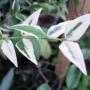 Hoya bella (albomarginate leaf form) 30