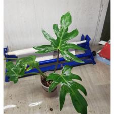 Philodendron mayoi pot 18.03