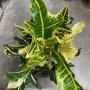 Codiaeum Tri Term Thong