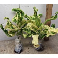 Кодиеум Тонг Лор / Codiaeum A53 Thong lor