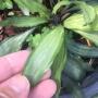 Aspidistra sp.(T20) Dwarf (Silver Stripe).