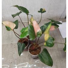 Homalomena aromatica Spreng Schott