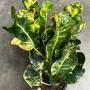 Codiaeum Charoen Roongroj