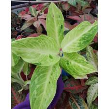 Aglaonema Sun drop A-38