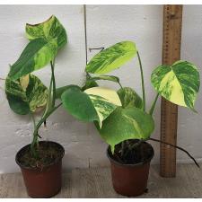 Монстера 'Желтая' / Monstera 'Yellow' pot