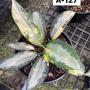 Aglaonema  Suwanapum  A-127