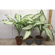 Dieffenbachia Udomsab