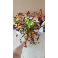 N-14 Codiaeum Red Diamond