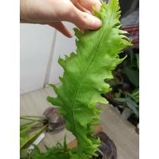 Microsorum sp.(T03) Africa 167